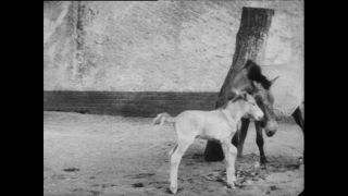 Link to Video | Paul Karl Lieberenz