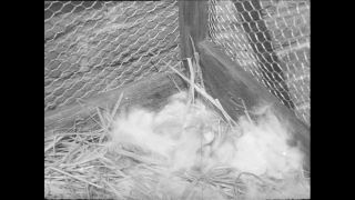 Link to Video | Baumwollspinnerei, wool, Paul Karl Lieberenz, Kulmbach, Germany, silk mill, angora wool, Angora rabbit, yarn industry, textile industry, 20th century, factory