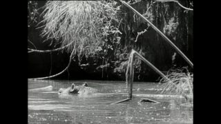 Link to Video | Paul Karl Lieberenz