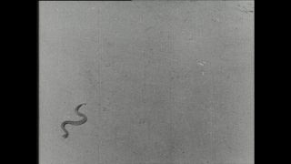 Link to Video | Paul Karl Lieberenz