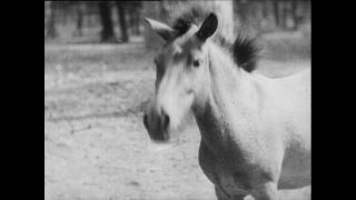 Link to Video | Paul Karl Lieberenz