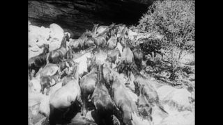 Link zum Video | Paul Lieberenz