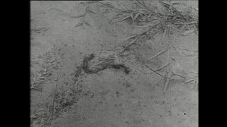 Link to Video | Paul Karl Lieberenz, Africa, animal, black and white