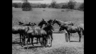 Link zum Video | Paul Lieberenz