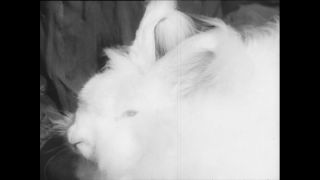 Link zum Video | Baumwollspinnerei, Wolle, Paul Lieberenz, Kulmbach, Nutztier, Deutschland, Weiß, Spinnerei, Angora, Angorakaninchen, Garnindustrie, Textilindustrie, 20. Jahrhundert, Tier, Fabrik, Kaninchen