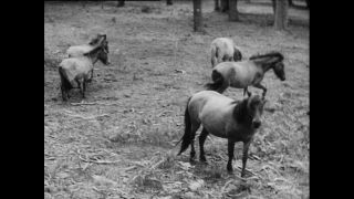 Link to Video | Paul Karl Lieberenz