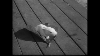 Link zum Video | Baumwollspinnerei, Wolle, Paul Lieberenz, Kulmbach, Nutztier, Deutschland, Weiß, Spinnerei, Angora, Angorakaninchen, Garnindustrie, Textilindustrie, 20. Jahrhundert, Tier, Fabrik, Kaninchen