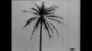 Link to Video | Paul Karl Lieberenz