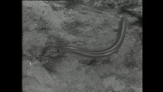 Link to Video | Paul Karl Lieberenz