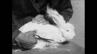 Link zum Video | Baumwollspinnerei, Wolle, Paul Lieberenz, Kulmbach, Nutztier, Deutschland, Weiß, Spinnerei, Angora, Angorakaninchen, Garnindustrie, Textilindustrie, 20. Jahrhundert, Tier, Fabrik, Kaninchen