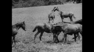 Link to Video | Paul Karl Lieberenz