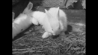 Link zum Video | Baumwollspinnerei, Wolle, Paul Lieberenz, Kulmbach, Nutztier, Deutschland, Weiß, Spinnerei, Angora, Angorakaninchen, Garnindustrie, Textilindustrie, 20. Jahrhundert, Tier, Fabrik, Kaninchen