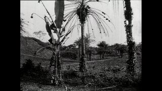 Link zum Video | Paul Lieberenz