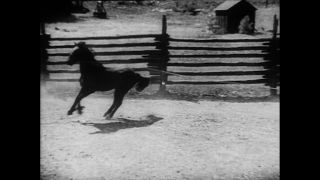 Link zum Video | Paul Lieberenz