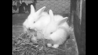 Link to Video | Baumwollspinnerei, wool, Paul Karl Lieberenz, Kulmbach, productive animal, Germany, white, silk mill, angora wool, Angora rabbit, yarn industry, textile industry, 20th century, animal, factory, rabbit