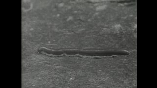 Link to Video | Paul Karl Lieberenz