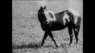 Link zum Video | Paul Lieberenz