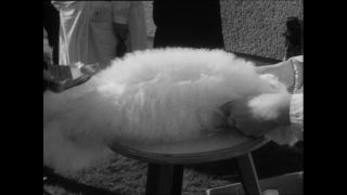 Link to Video | Baumwollspinnerei, wool, Paul Karl Lieberenz, Kulmbach, productive animal, Germany, white, silk mill, angora wool, Angora rabbit, yarn industry, textile industry, 20th century, animal, factory, rabbit