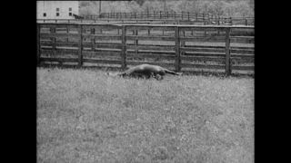 Link to Video | Paul Karl Lieberenz