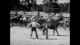 Link to Video | Paul Karl Lieberenz