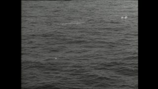 Link zum Video | Paul Lieberenz