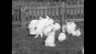 Link to Video | Baumwollspinnerei, wool, Paul Karl Lieberenz, Kulmbach, productive animal, Germany, white, silk mill, angora wool, Angora rabbit, yarn industry, textile industry, 20th century, animal, factory, rabbit