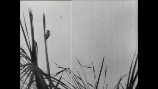 Link to Video | Paul Karl Lieberenz