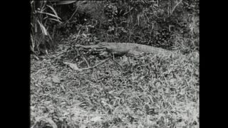 Link to Video | Paul Karl Lieberenz