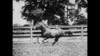 Link to Video | Paul Karl Lieberenz