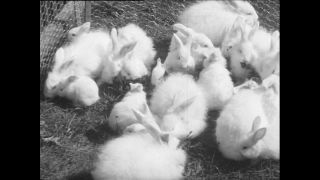Link to Video | Baumwollspinnerei, wool, Paul Karl Lieberenz, Kulmbach, productive animal, Germany, white, silk mill, angora wool, Angora rabbit, yarn industry, textile industry, 20th century, animal, factory, rabbit