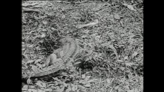 Link to Video | Paul Karl Lieberenz