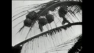 Link to Video | Paul Karl Lieberenz