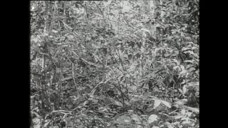 Link to Video | Paul Karl Lieberenz