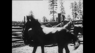 Link to Video | Paul Karl Lieberenz