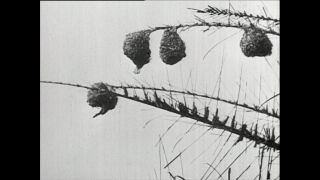 Link to Video | Paul Karl Lieberenz