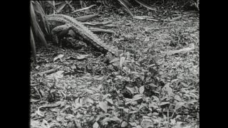 Link to Video | Paul Karl Lieberenz