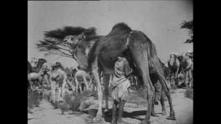 Link to Video | Paul Karl Lieberenz