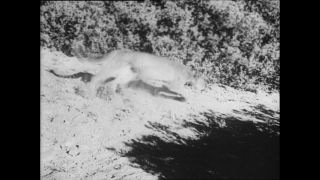 Link zum Video | Paul Lieberenz