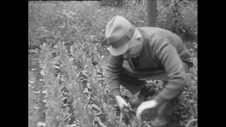 Link to Video | Baumwollspinnerei, wool, Paul Karl Lieberenz, Kulmbach, Germany, silk mill, angora wool, Angora rabbit, yarn industry, textile industry, 20th century, factory