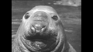 Link zum Video | Paul Lieberenz