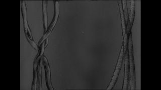 Link to Video | Baumwollspinnerei, wool, Paul Karl Lieberenz, Kulmbach, Germany, silk mill, angora wool, Angora rabbit, yarn industry, textile industry, 20th century, factory