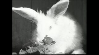 Link to Video | Paul Karl Lieberenz, square, Kleingärtner, fuddy-duddy