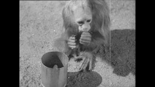 Link to Video | Paul Karl Lieberenz