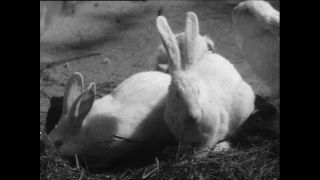 Link to Video | Paul Karl Lieberenz