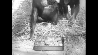 Link to Video | Paul Karl Lieberenz