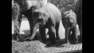 Link to Video | Paul Karl Lieberenz