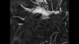 Link to Video | Paul Karl Lieberenz