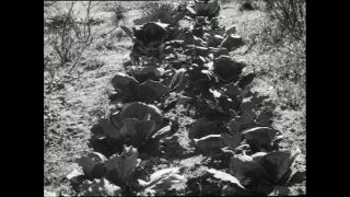 Link to Video | Paul Karl Lieberenz, square, Kleingärtner, fuddy-duddy