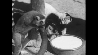 Link to Video | Paul Karl Lieberenz