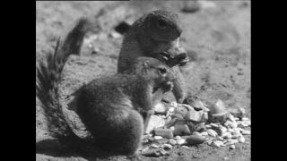 Link to Video | Paul Karl Lieberenz